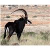 Image 3 : Trophy Sable Bull Hunt – Trek Africa Hunting
