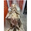 Image 2 : Large Coyote hide with feet on
