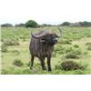 Image 1 : Chirisa Zimbabwe 2 Hunter- 2 Buffalo 10 days 2027