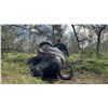 Image 4 : Chirisa Zimbabwe 2 Hunter- 2 Buffalo 10 days 2027