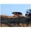 Image 5 : Chirisa Zimbabwe 2 Hunter- 2 Buffalo 10 days 2027