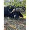 Image 7 : Chirisa Zimbabwe 2 Hunter- 2 Buffalo 10 days 2027