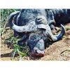 Image 8 : Chirisa Zimbabwe 2 Hunter- 2 Buffalo 10 days 2027