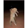 Image 1 : 14 day Leopard Hunt in the Insiza area of Zimbabwe -2027 with Dogs