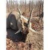 Image 2 : Spiral Horned Slam South African Hunt for 1 hunter 10 day South Africa 2026,2027