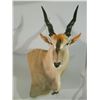 Image 4 : Spiral Horned Slam South African Hunt for 1 hunter 10 day South Africa 2026,2027