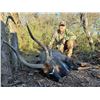 Image 6 : Spiral Horned Slam South African Hunt for 1 hunter 10 day South Africa 2026,2027