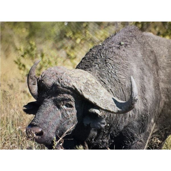 Chirsa, Zimbabwe 2 Buffalo 1 tuskless Elephant 14 Days 2 Hunters 2026