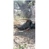 Image 11 : Maitengwe Executive Jumbo Bull Elephant hunt for 1 hunter 10 Days September- October 2027