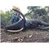 Image 18 : Maitengwe Executive Jumbo Bull Elephant hunt for 1 hunter 10 Days September- October 2027