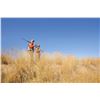 Image 4 : Texas Quail Hunt Package