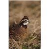 Image 5 : Texas Quail Hunt Package