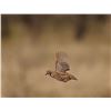 Image 6 : Texas Quail Hunt Package