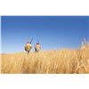 Image 8 : Texas Quail Hunt Package