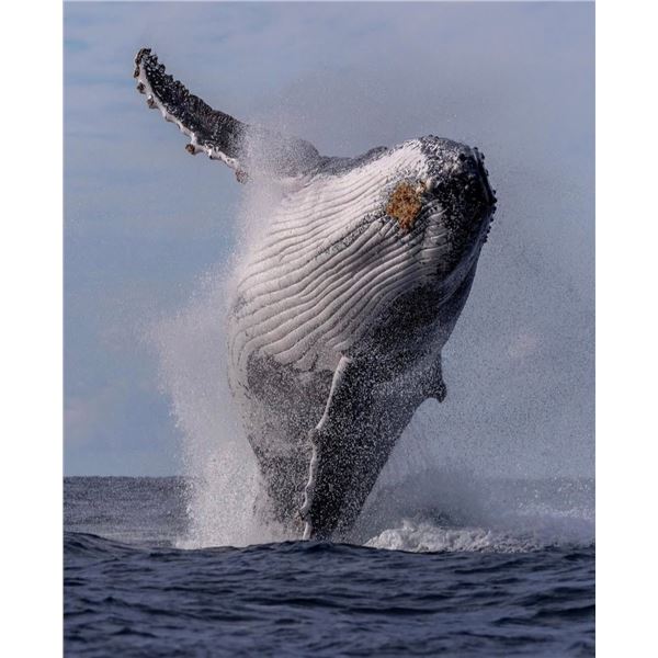 Whale Watching Puerto Vallarta, Mexico 4 people