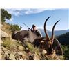 Image 3 : Ringed Horned Slam -South Africa 1 Hunter 10 days 8 animals