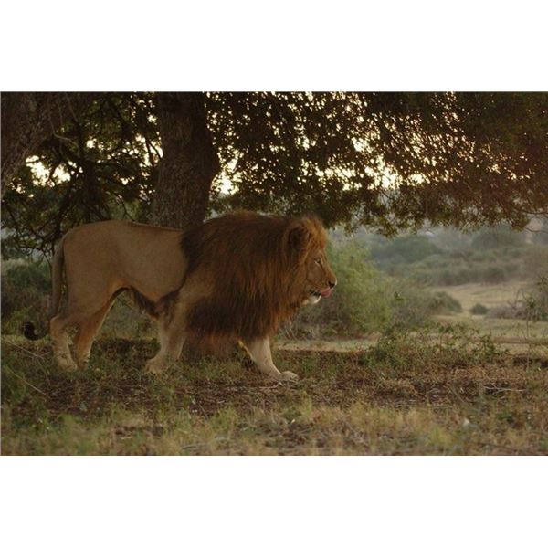 Lion and Buffalo Hunt Zimbabwe 1 hunter -2027