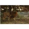 Image 1 : Lion and Buffalo Hunt Zimbabwe 1 hunter -2027
