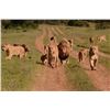 Image 3 : Lion and Buffalo Hunt Zimbabwe 1 hunter -2027