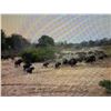 Image 7 : Lion and Buffalo Hunt Zimbabwe 1 hunter -2027