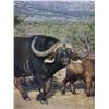 Image 8 : Lion and Buffalo Hunt Zimbabwe 1 hunter -2027