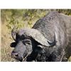 Image 9 : Lion and Buffalo Hunt Zimbabwe 1 hunter -2027
