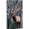 Image 4 : Trophy Bull Elk 350-inch Michigan Bull Elk