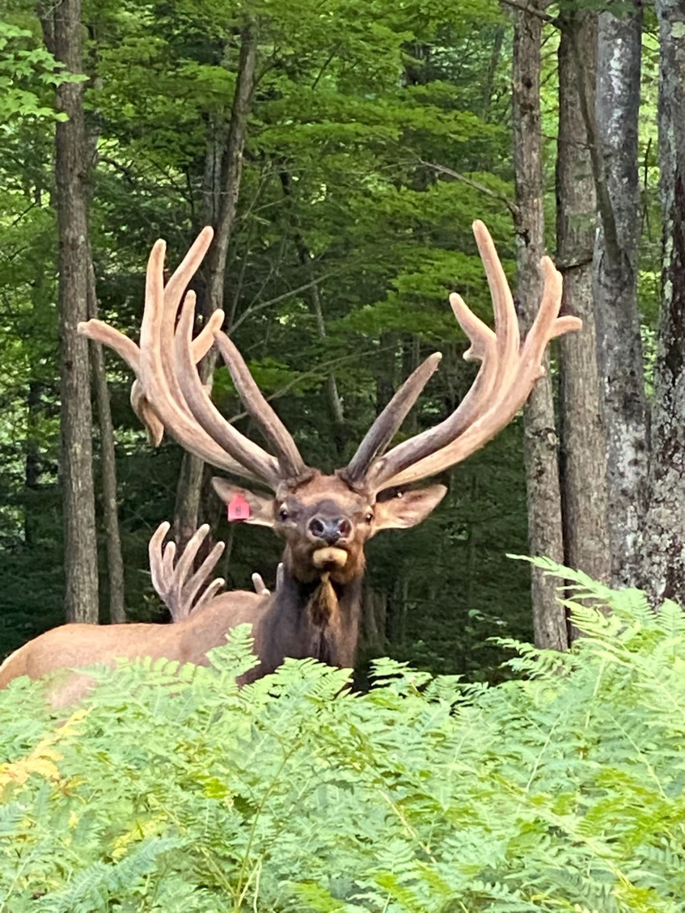 7 Inch Bull Trophy Bull Elk 350-inch Michigan Bull Elk