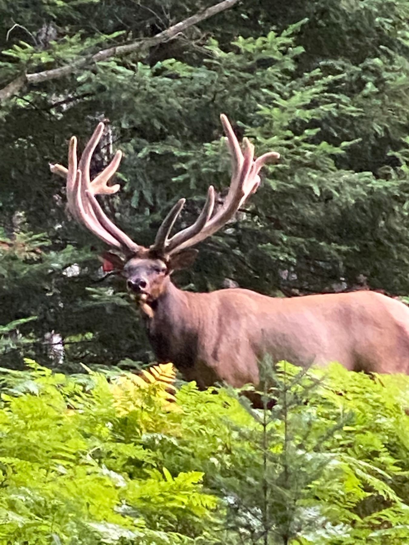 7 Inch Bull Trophy Bull Elk 350-inch Michigan Bull Elk