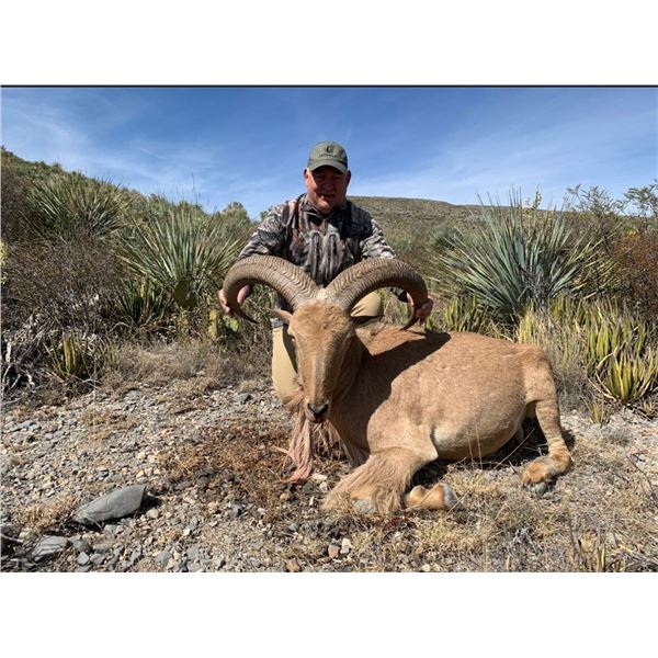 Mexican aoudad hunt for 2 hunters