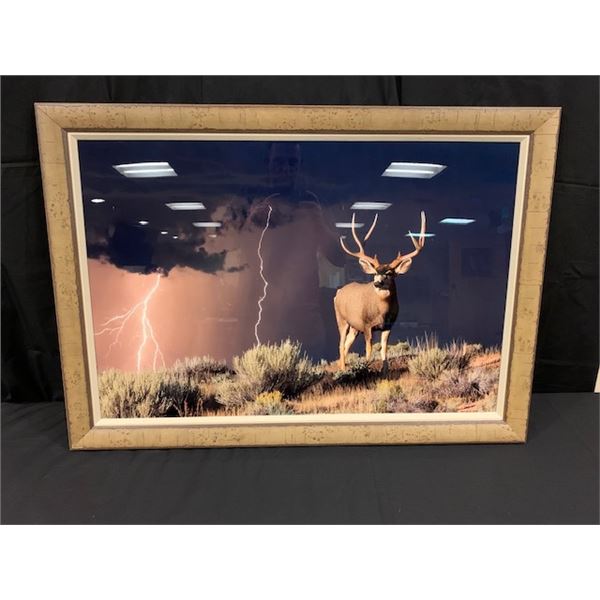 Framed Mule Deer Photograph