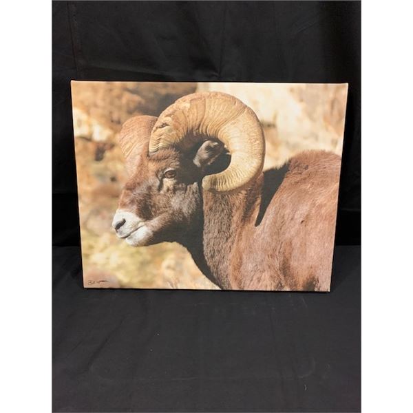 Sheep Canvas Print