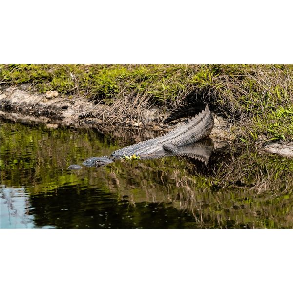 Gator or Hog Hunt for 1 hunter