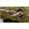 Image 1 : Gator or Hog Hunt for 1 hunter