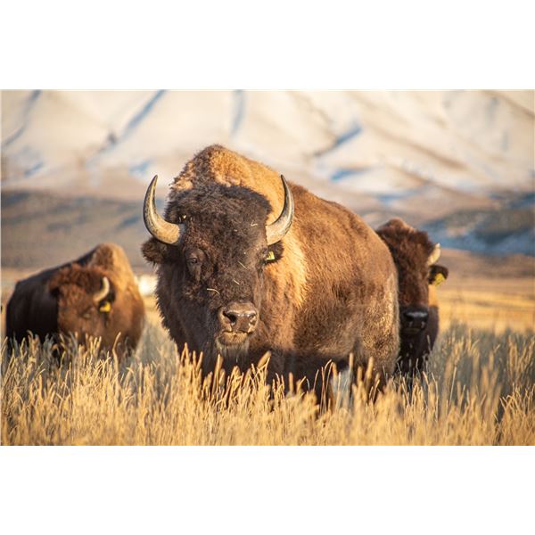 EUREKA NEVADA BISON HUNT  ONE SHOOTER, UNLIMITED NON-HUNTERS INCLUDED
