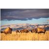 Image 2 : EUREKA NEVADA BISON HUNT  ONE SHOOTER, UNLIMITED NON-HUNTERS INCLUDED