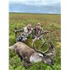 Image 1 : 5-DAY ALASKAN CARIBOU HUNT FOR 1 HUNTER