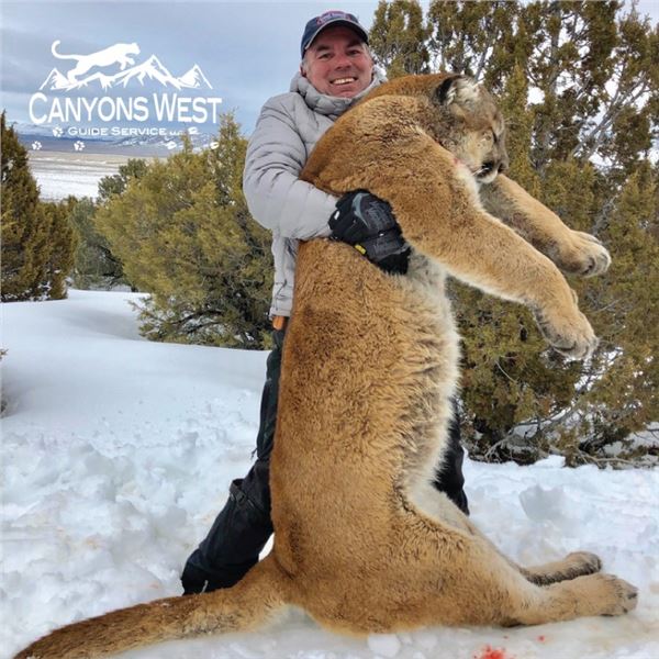 5-Day Nevada Mountain Lion Hunt