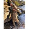 Image 2 : 5-Day Nevada Mountain Lion Hunt