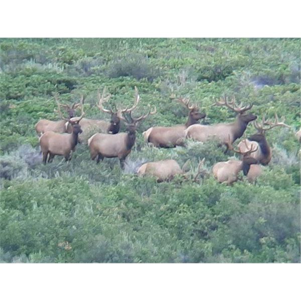 BULL ELK HUNT OF A LIFETIME ON THE SHOSHONE-PAIUTE RESERVATION