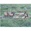 Image 1 : BULL ELK HUNT OF A LIFETIME ON THE SHOSHONE-PAIUTE RESERVATION