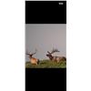 Image 4 : BULL ELK HUNT OF A LIFETIME ON THE SHOSHONE-PAIUTE RESERVATION