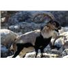 Image 7 : Spanish Ibex & Red Stag Mountain Hunt – Andalusia, Spain
