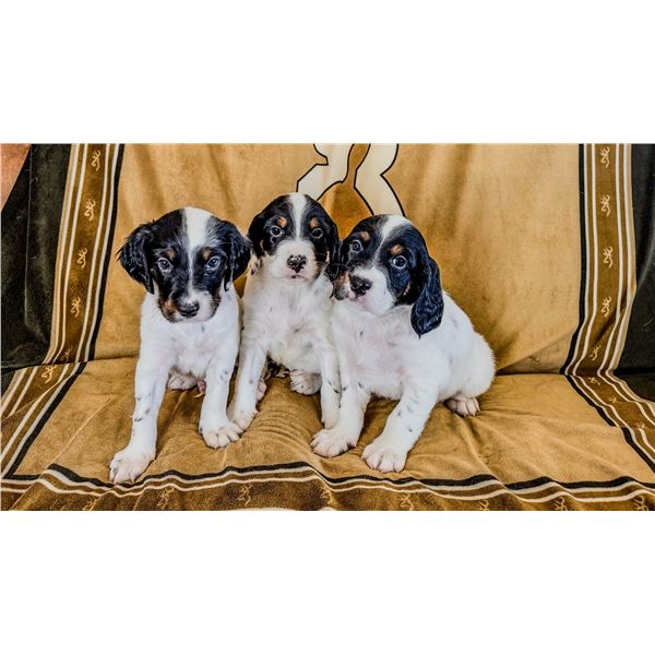 English Setter Puppy