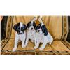 Image 1 : English Setter Puppy