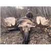 Image 2 : Yukon Moose Hunt with Blackstone Outfitters