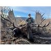 Image 4 : Yukon Moose Hunt with Blackstone Outfitters