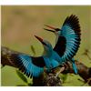 Image 2 : KRUGER NATIONAL PARK PHOTOGRAPHIC SAFARI FOR TWO
