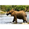 Image 6 : KRUGER NATIONAL PARK PHOTOGRAPHIC SAFARI FOR TWO
