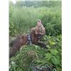 Image 1 : ALASKA BROWN BEAR & BLACK BEAR COMBO HUNT